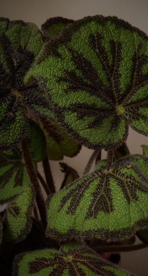 海棠小说 App 章节目录页，细密章节名以浅金分隔线排列，窗外午后光线落在桌角的手机屏幕上