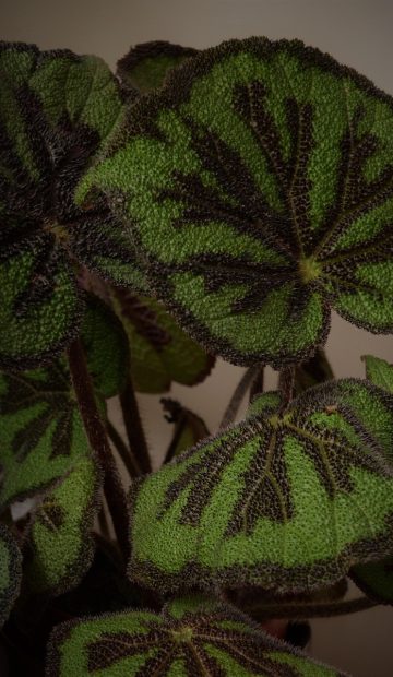 海棠小说 App 阅读界面细节，竖排文字与米色纸张底色，手指悬在屏幕右侧准备翻页的瞬间